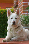 white shepherd