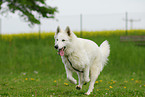 playing white swiss shepherd