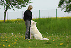 woman and white swiss shepherd