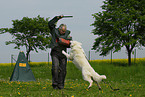 dog training