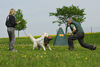 dog training