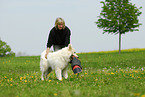 dog training