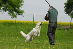 dog training