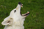 barking White Swiss Shepherd