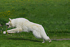 running white swiss shepherd