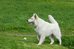 running white swiss shepherd