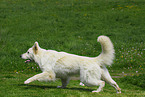 running white swiss shepherd