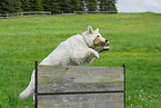 White Swiss Shepherd