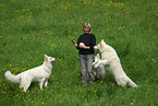 jumping white swiss shepherd