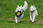 woman and white swiss shepherds