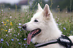 White Swiss Shepherd Portrait