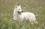 White Swiss Shepherd