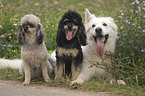 White Swiss Shepherd and Miniature Poodles