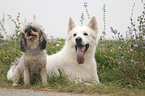 White Swiss Shepherd and Miniature Poodle