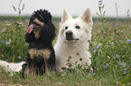 White Swiss Shepherd and Miniature Poodle