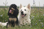 White Swiss Shepherd and Miniature Poodle
