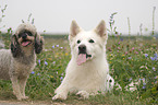 White Swiss Shepherd and Miniature Poodle