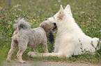 White Swiss Shepherd and Miniature Poodle