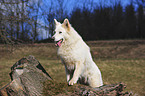 White Swiss Shepherd