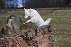 White Swiss Shepherd