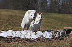 White Swiss Shepherds