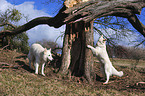 White Swiss Shepherds