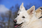 White Swiss Shepherd portrait