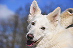 White Swiss Shepherd portrait