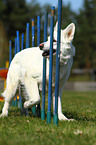 White Swiss Shepherd at Agility