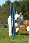 White Swiss Shepherd at Agility