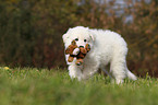 White Swiss Shepherd Puppy