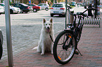 White Swiss Shepherd