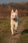running White Swiss Shepherd