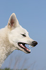 White Swiss Shepherd Portrait