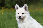 White Swiss Shepherd Puppy