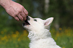 White Swiss Shepherd Puppy