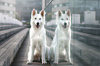 longhaired Berger Blanc Suisse