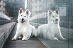 longhaired Berger Blanc Suisse