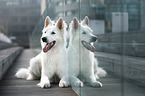 longhaired Berger Blanc Suisse