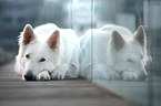 longhaired Berger Blanc Suisse