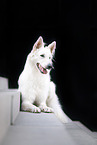 longhaired Berger Blanc Suisse