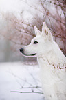 shortaired Berger Blanc Suisse
