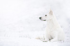 shortaired Berger Blanc Suisse