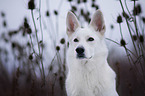 shortaired Berger Blanc Suisse