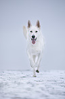 shortaired Berger Blanc Suisse