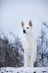 shortaired Berger Blanc Suisse