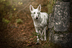 White Shepherd in the forest