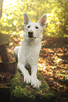 White Shepherd in the forest