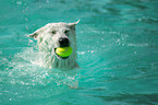 swimming white shepherd