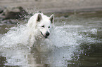 White Shepherd